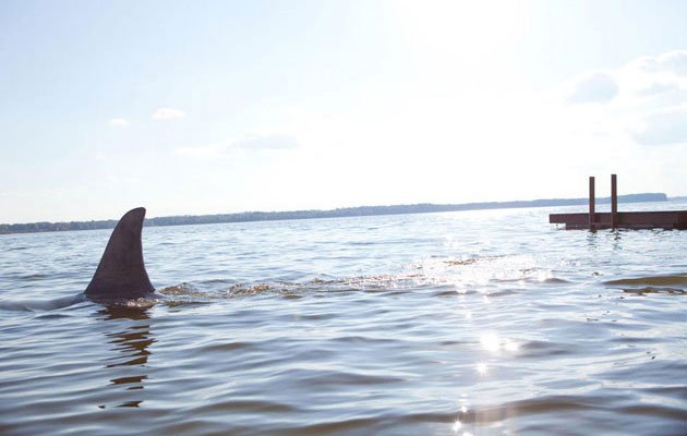 TIBURÓN_3D_LA_PRESA_artículo_1.jpg TIBURÓN_3D_LA_PRESA_artículo_1.jpg